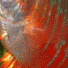 Photo library website